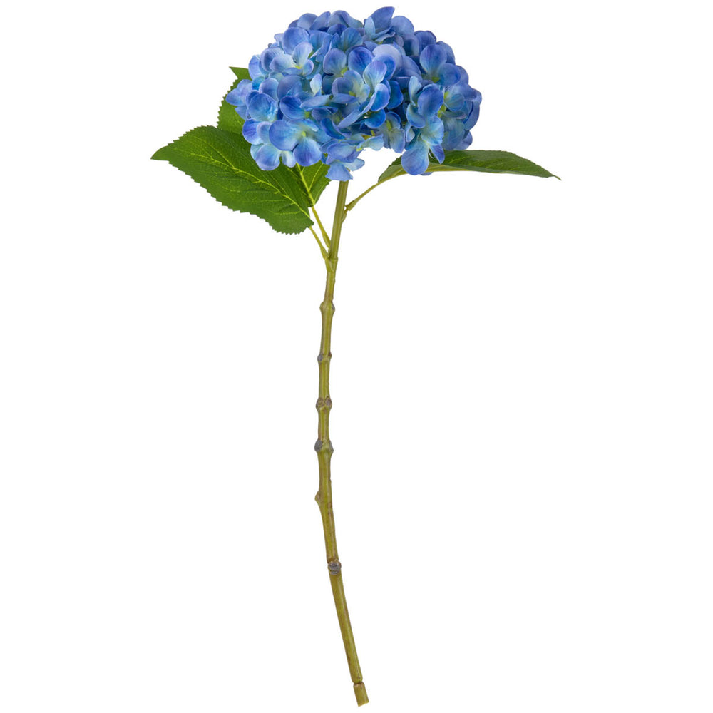 Small Head Hydrangea Blue image 0