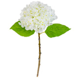 Small Head Hydrangea Pure White image 1
