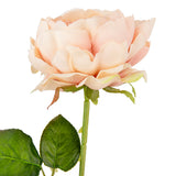 65cm Single Rose Dusky Pink image 1