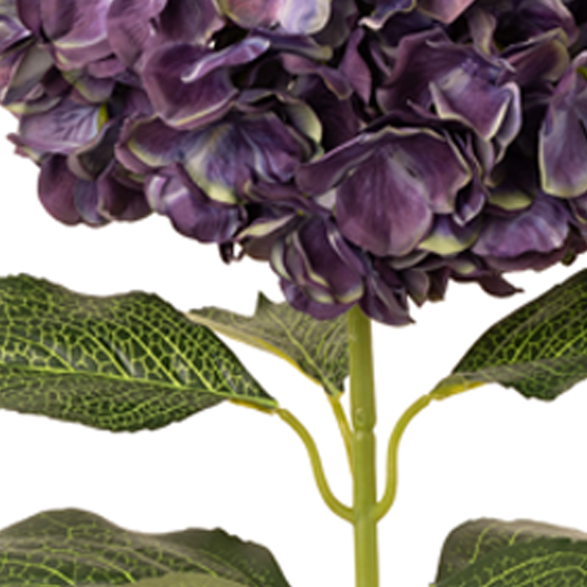 Large Head Hydrangea Blueberry image 2