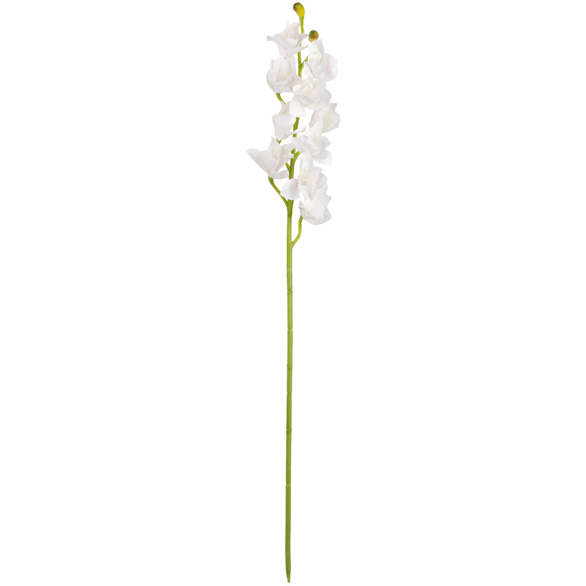 Cymbidium Orchid x 10 plus 2 buds White image 0