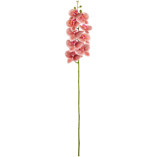 Phalaenopsis Orchid x 9 Raspberry Ripple image 0