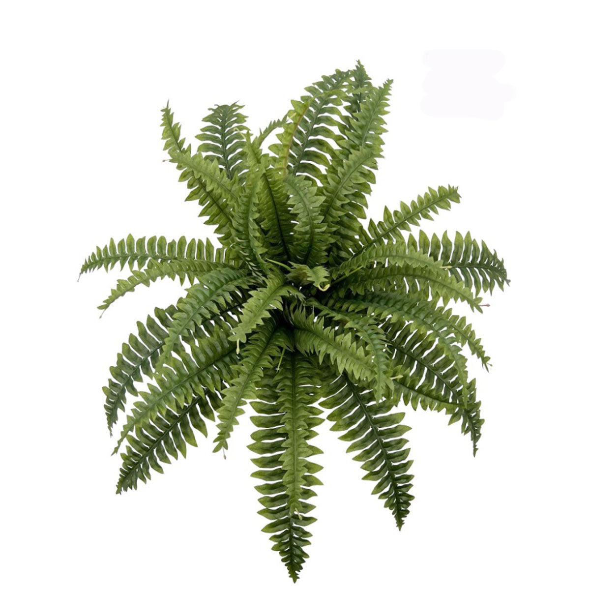 18" Boston Fern x 18 Leaves image 0