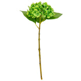 Small Head Hydrangea Lime Green image 0