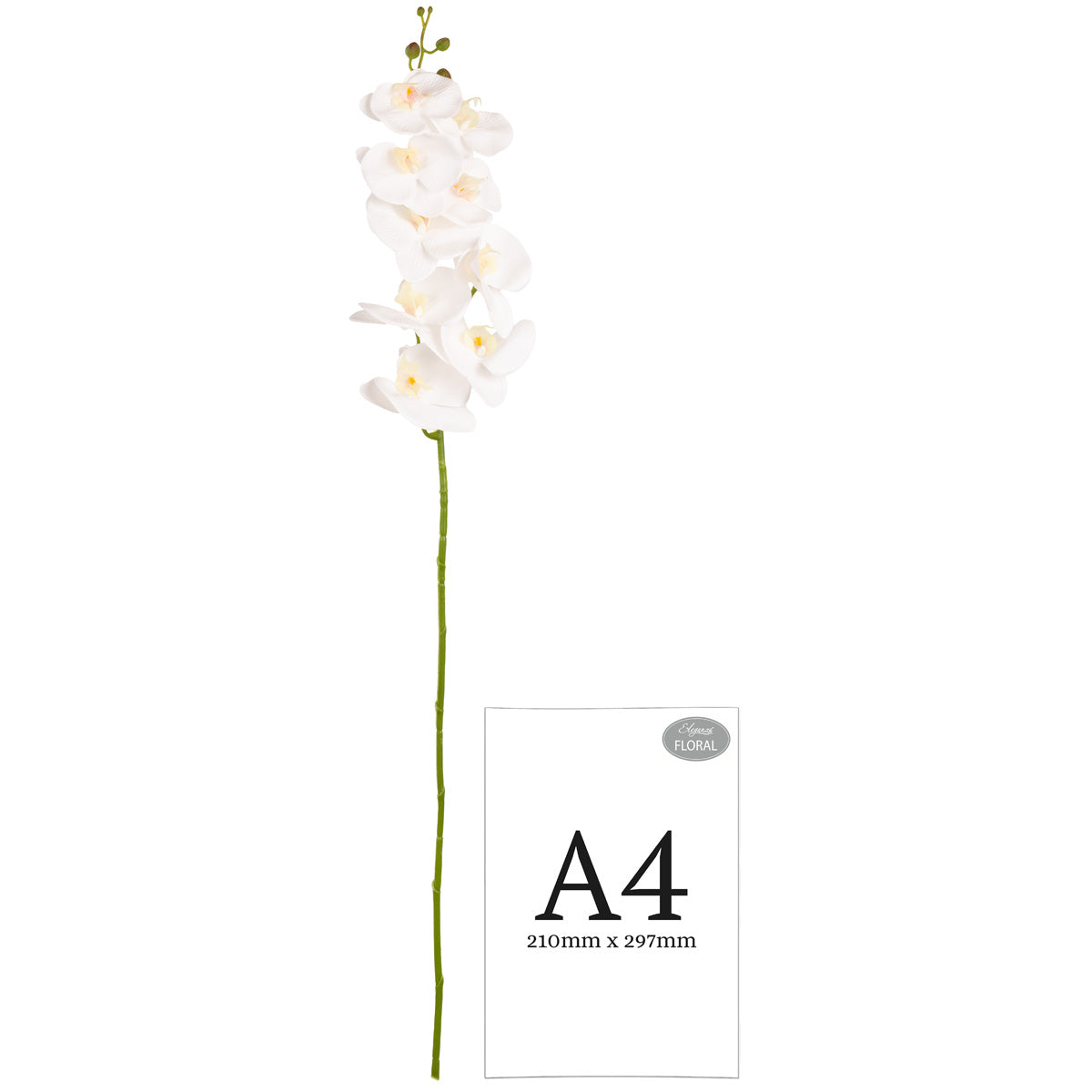 Phalaenopsis Orchid x 9 White image 2