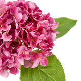 Small Head Hydrangea Fuchsia image 1