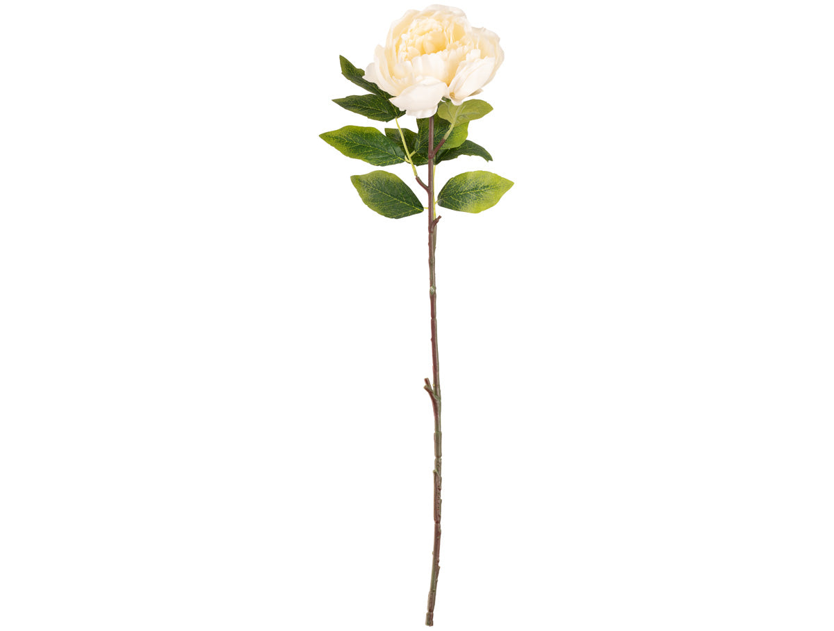Aurora Peony x 1 Ivory image 0