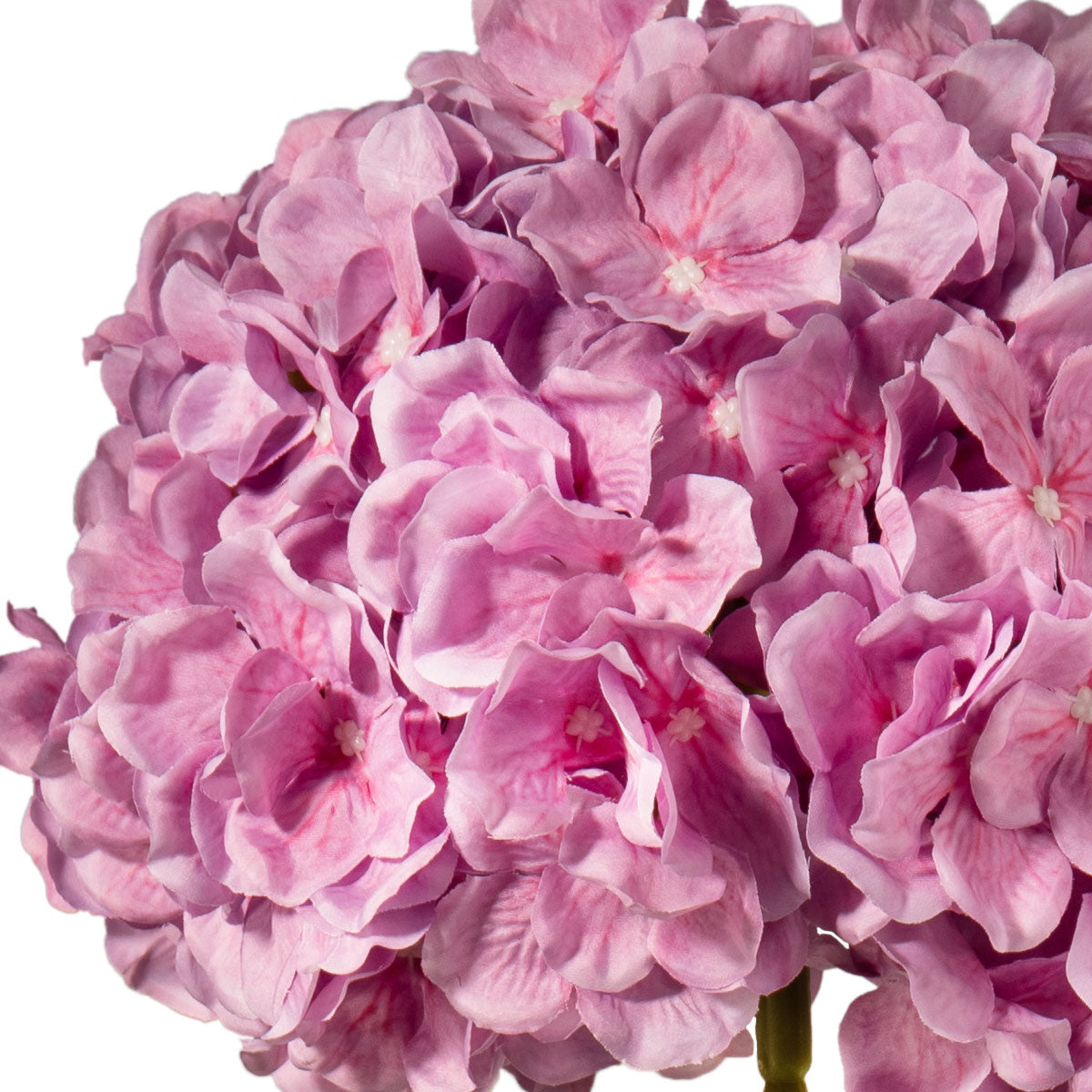 Large Head Hydrangea Two Tone Pink image 2