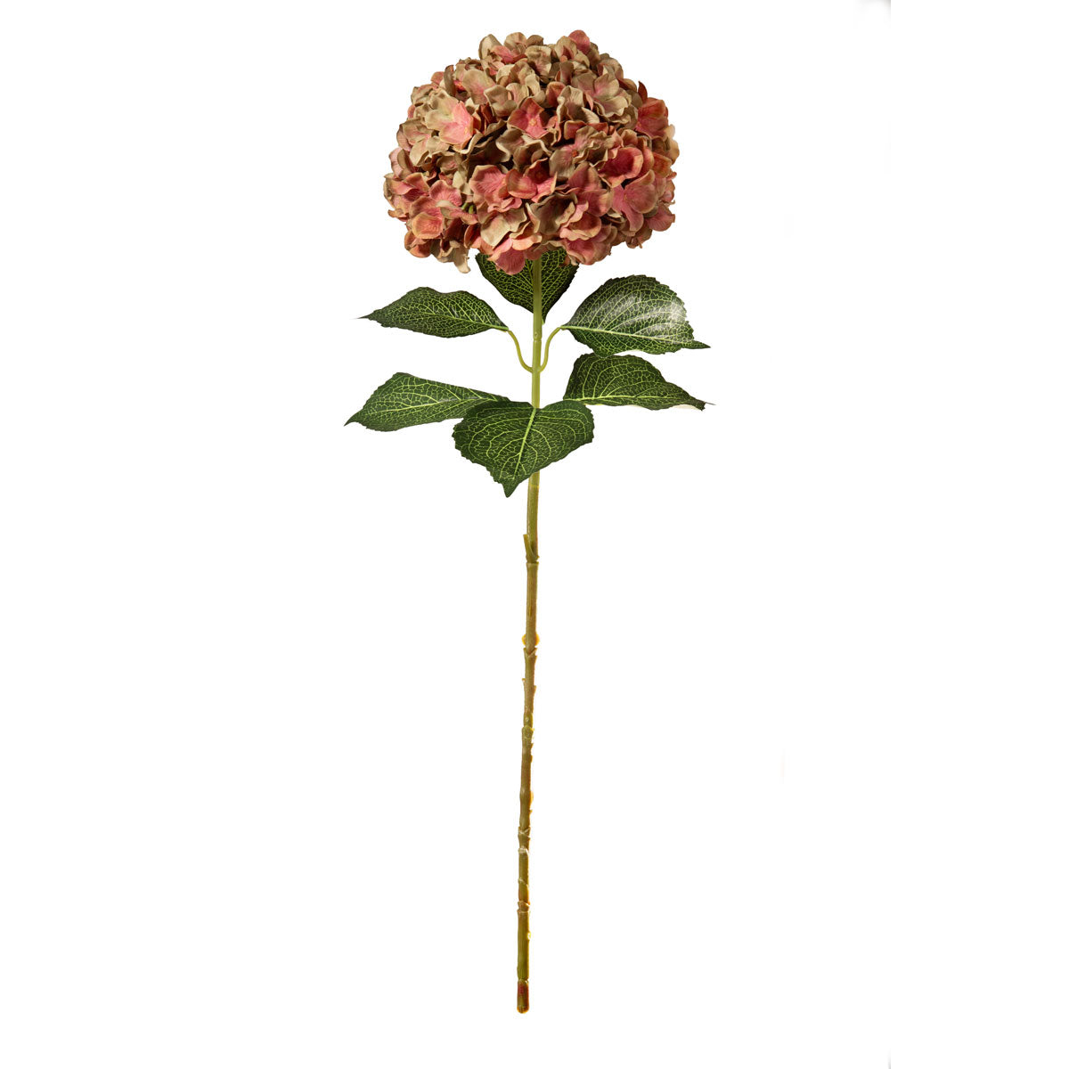 Large Head Hydrangea Two Tone Green/Pink image 0