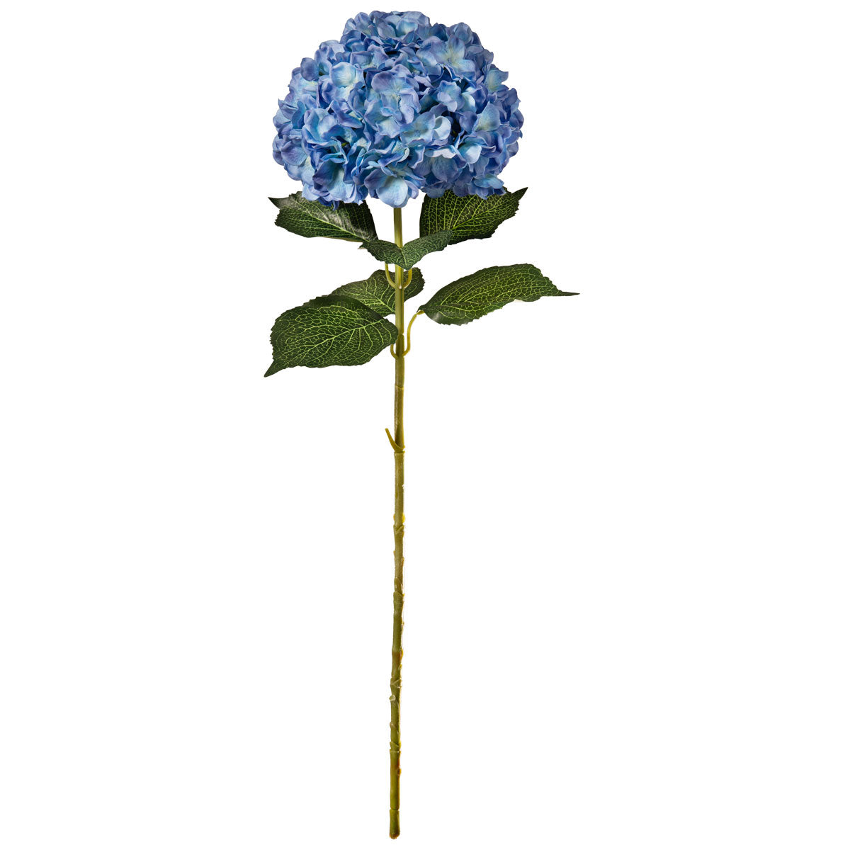 Large Head Hydrangea Blue image 0