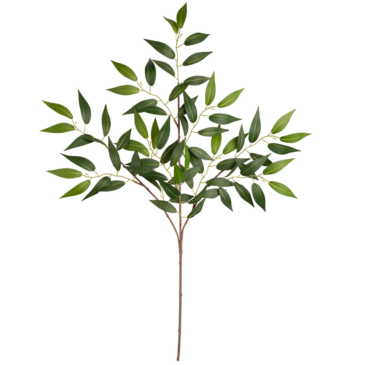 Ruscus Spray image 0