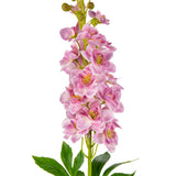 Delphinium Stem Light Pink image 1
