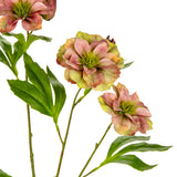 Helleboris Rose Pink/Green image 1