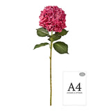 Large Head Hydrangea Fuchsia image 1