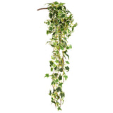 Hanging Ivy Bush Variegated image 2