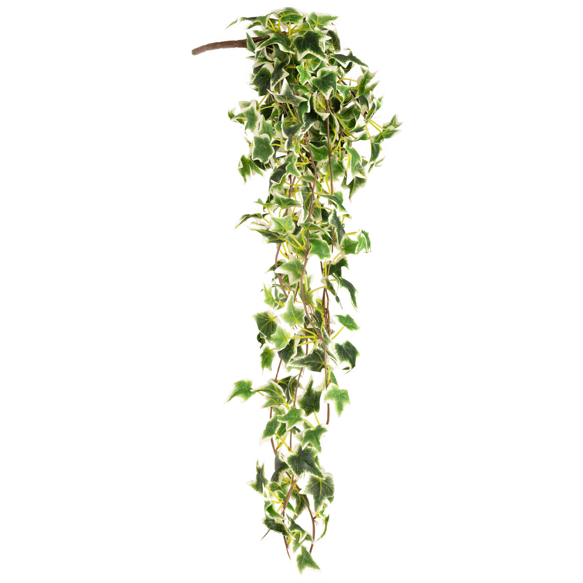 Hanging Ivy Bush Variegated image 2