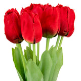 Tulip Bunch x 9 Red image 2