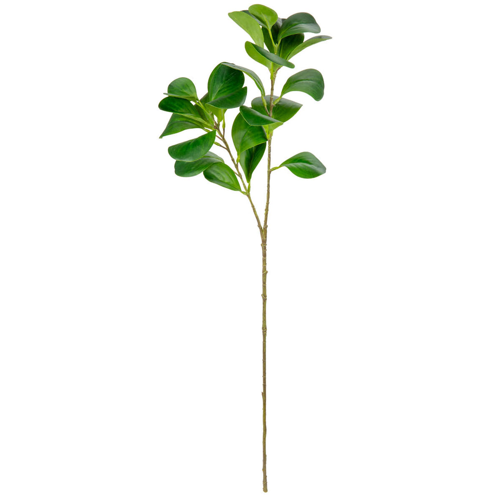 Baby Rubber Plant Stem Green image 0