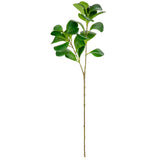 Baby Rubber Plant Stem Green image 0