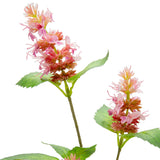 Pogostemon Spray x 3 Pink image 1