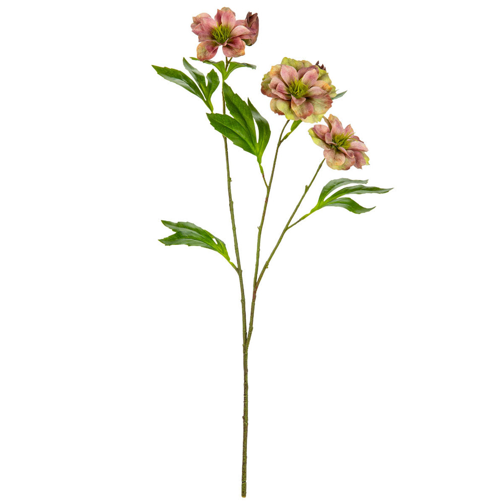 Helleboris Rose Pink/Green image 0