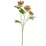 Helleboris Rose Pink/Green image 0