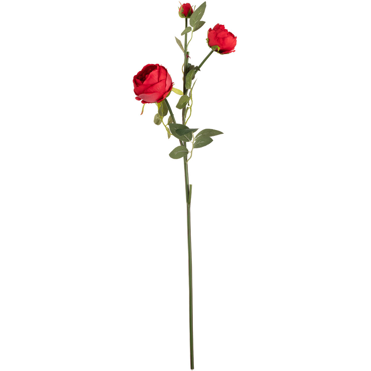 Elizabeth Garden Rose Spray x 3 Red image 0