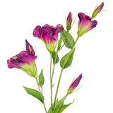 Eleganza Lisianthus Spray x 3 Plum image 1
