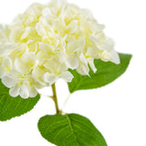 Small Head Hydrangea White image 1