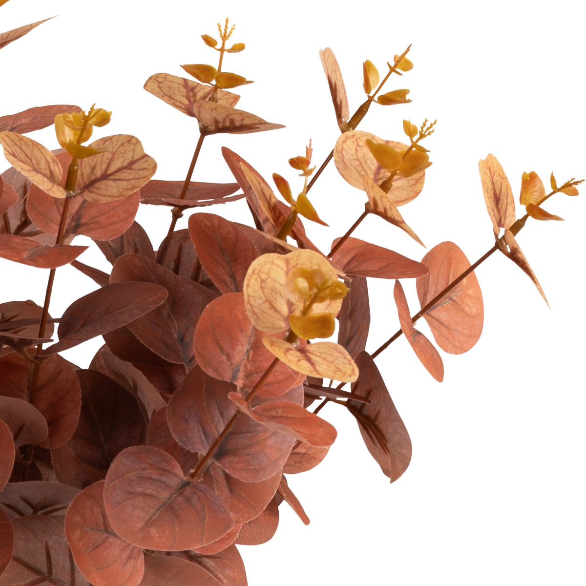 Eucalyptus Bush Brown (16 Heads) image 2