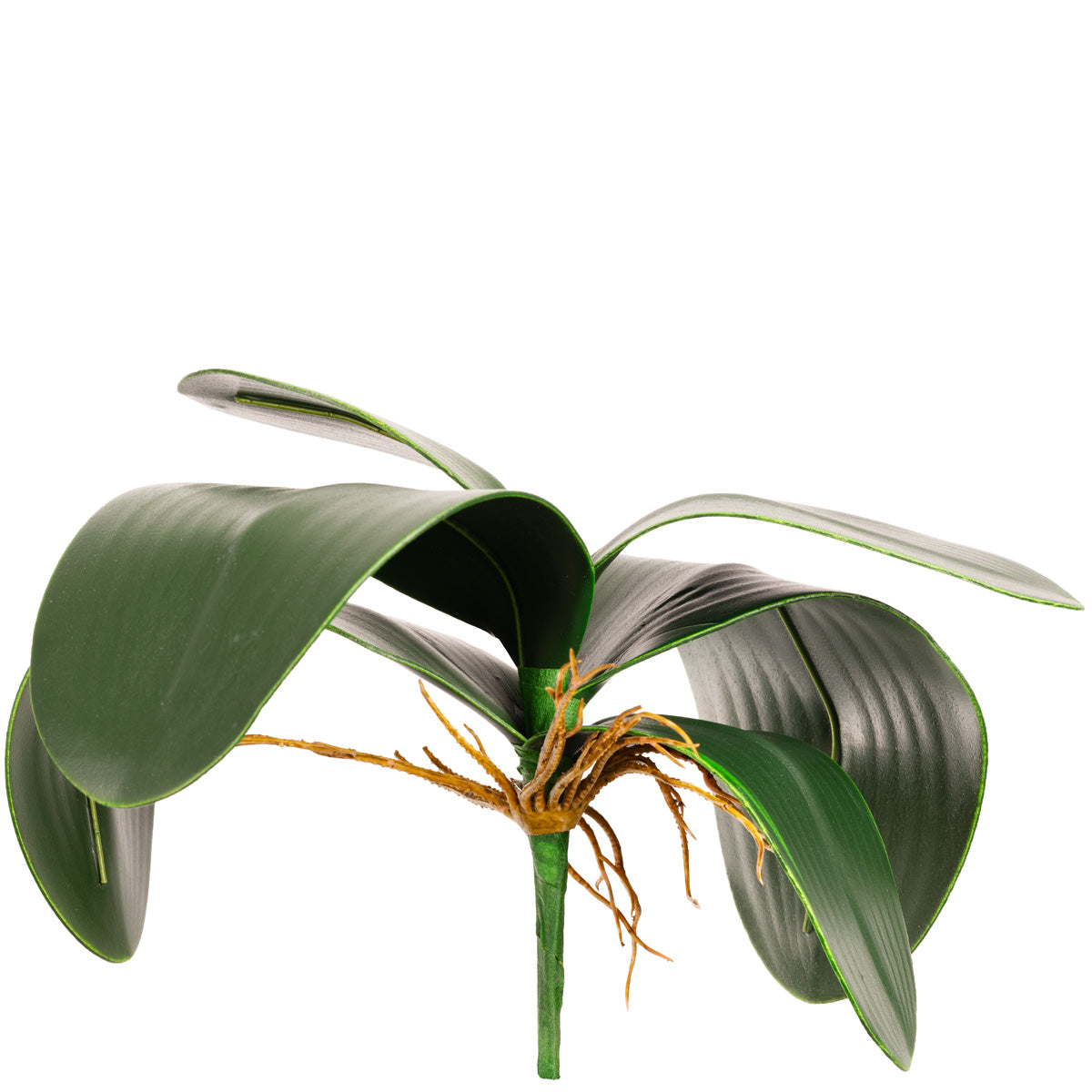 Orchid Leaf Bush image 1