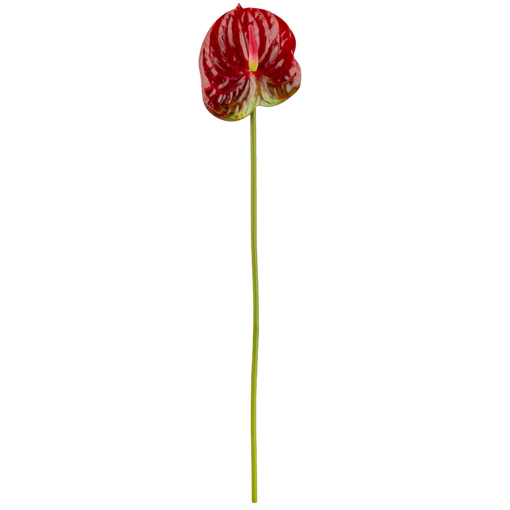 Anthurium Red