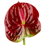 Anthurium Red
