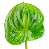 Anthurium Green