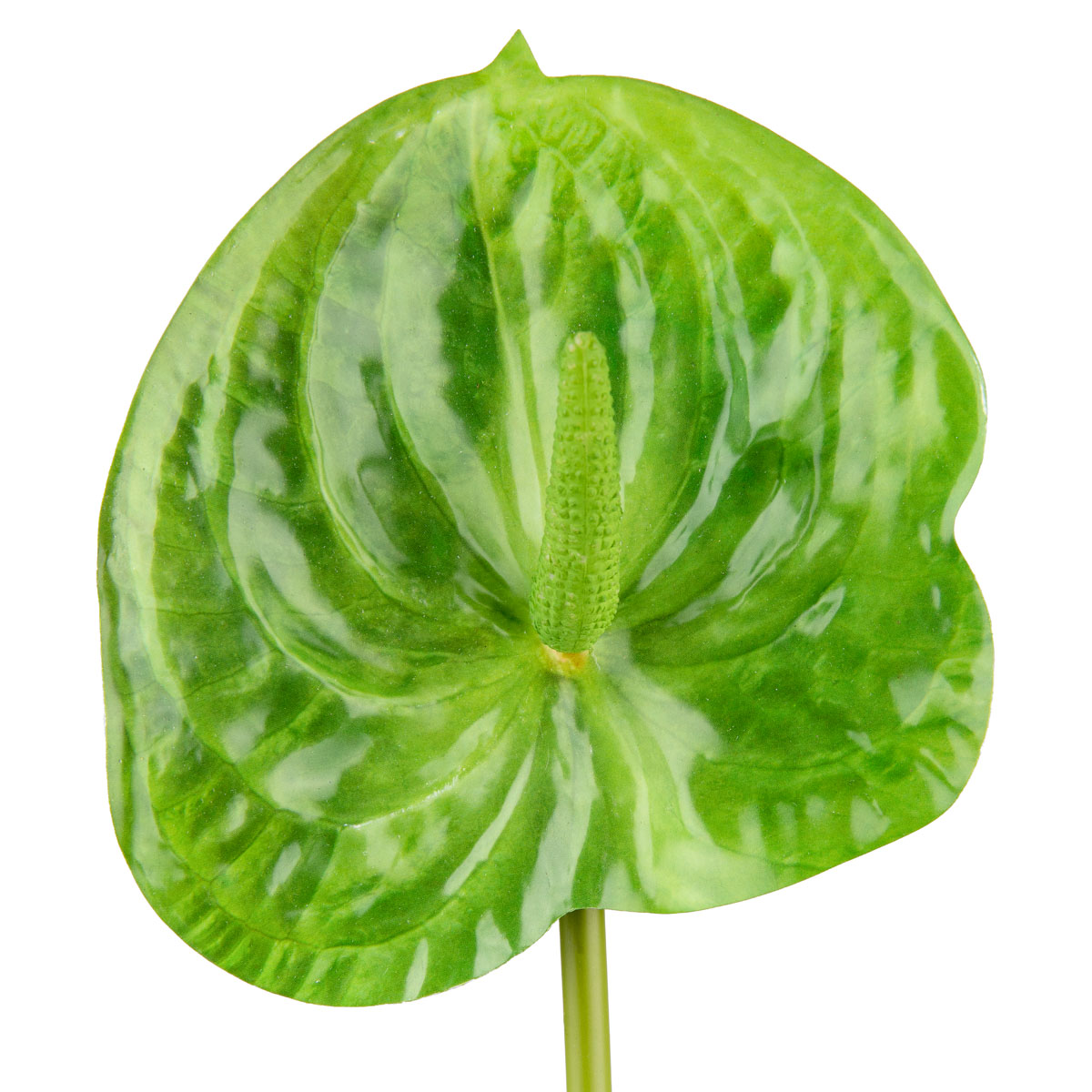 Anthurium Green