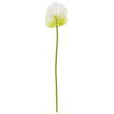 Anthurium Green/White