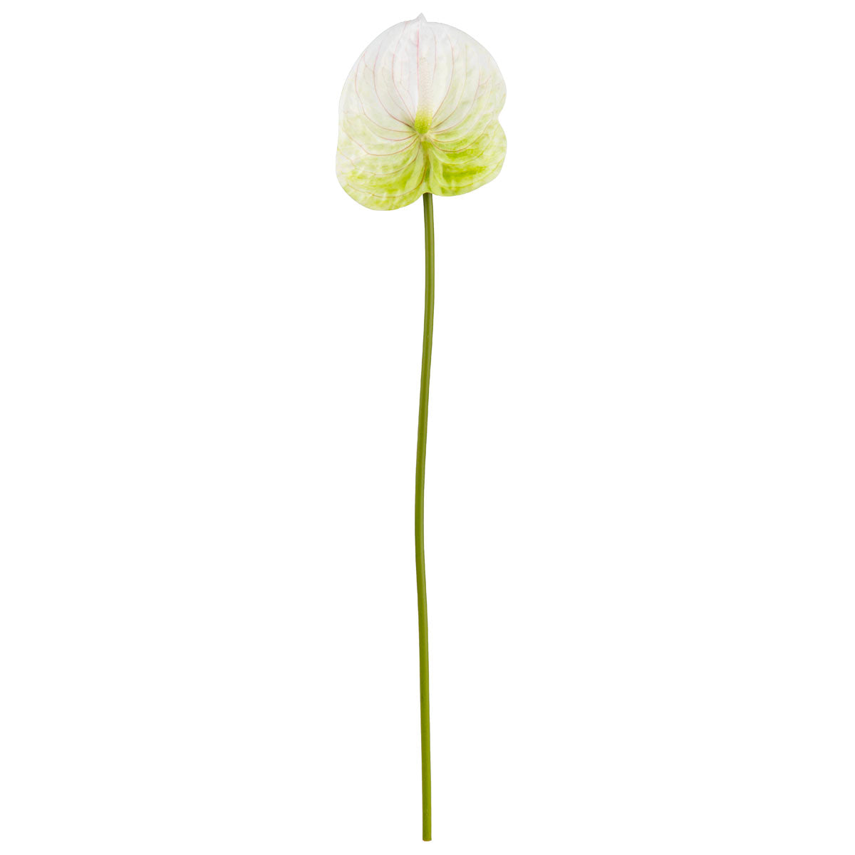 Anthurium Green/White