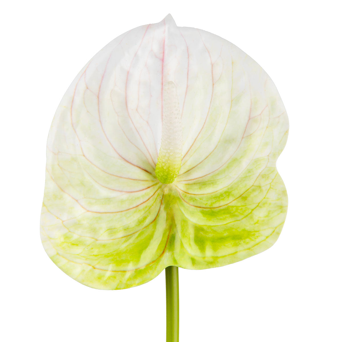 Anthurium Green/White