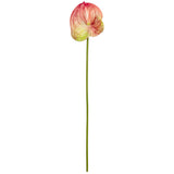Anthurium Pink/Green