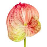 Anthurium Pink/Green