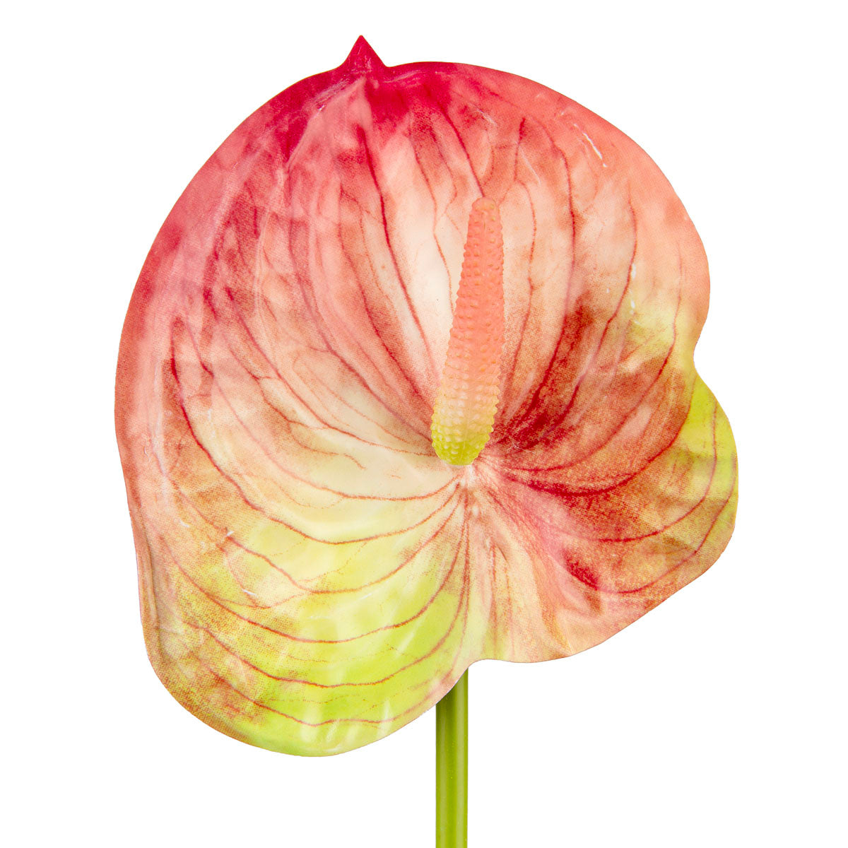 Anthurium Pink/Green