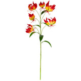 Gloriosa Flame Red