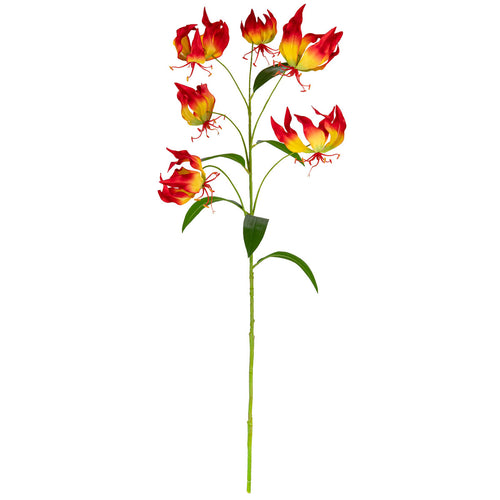 Gloriosa Flame Red