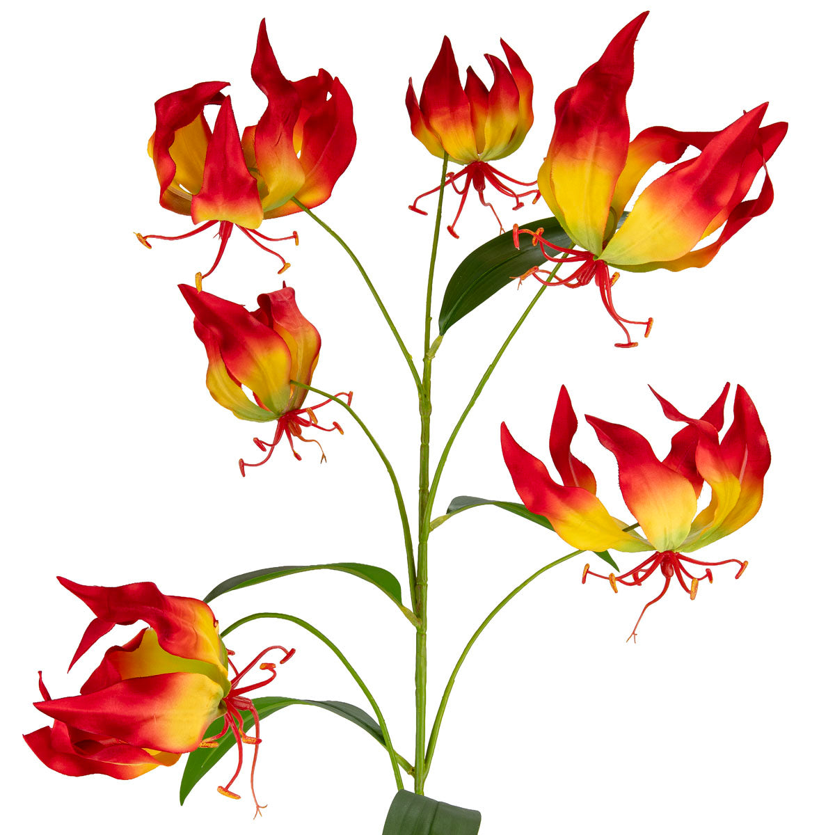 Gloriosa Flame Red
